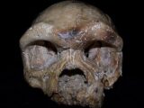 人類の起源は東アジアか? 中国で発見された26万年前の頭蓋骨「ダーリー・スカル」がアフリカ誕生説を覆す可能性