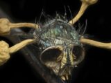 【衝撃画像】最凶にキモい昆虫ゾンビ3選! キノコが生えたゾンビバエ、尻に触手を生やした蛾…!