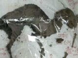 【速報】完璧な恐竜のミイラ(化石ではない)がインドで発見される! 6500万年前の姿そのままのレベル!