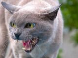 イヌやネコは人間には見えない「波長」が見えていた! 何もない所を見つめる謎が解明=ロンドン大学研究