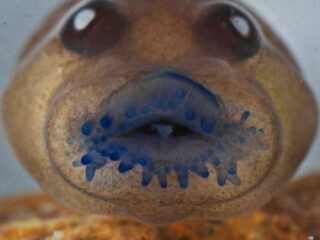 絶滅したはずのカエルが137年ぶりに確認される！ 奇妙な見た目と不思議な生態とは？＝インド