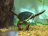【絶滅危惧種】タガメ&ゲンゴロウ最強水生昆虫コンビ「そもそも昔からいないんじゃ…」