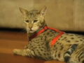 300万のハイブリッド猫も？異種交配で生まれたハイブリッド生物5選！