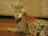 300万のハイブリッド猫も!? 異種交配で生まれたハイブリッド生物5選!