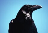 「カラスは線香くさい」は本当か? オカルト研究家が「世界の怪食伝説10」を検証!【後編】