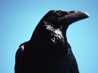 「カラスは線香くさい」は本当か？ オカルト研究家が「世界の怪食伝説10」を検証！【後編】