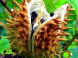 世界最凶の植物9選! 痙攣、昏睡、幻覚、激痛…“死の木”から巨大有害雑草まで!