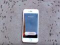 iPhoneの電磁波で蟻が“死ぬまで”グルグル回る？「デス・スパイラル」現象の恐怖映像!!