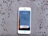 iPhoneの電磁波で蟻が“死ぬまで”グルグル回る!? 「デス・スパイラル」現象の恐怖映像!!
