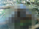 【衝撃】オーストラリアで発見された不気味なUMA死骸写真! 理学博士がトカナに緊急コメント寄せる