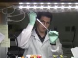350万年前の“死なない”バクテリア「バシラスF」を注射した科学者→不老不死になった!?=ロシア