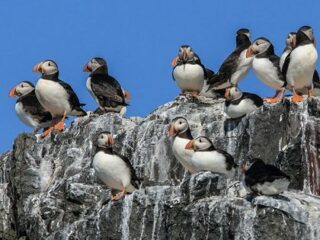 鳥の糞が北極の気温を下げていることが判明！ 理学博士が緊急コメント寄せる「地球温暖化の阻止に…」