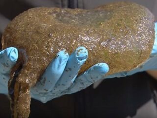 カナダで“脳型の謎生物”オオマリコケムシが大量増殖中！ 日本は既に侵略済み、沼地周辺で出没注意！