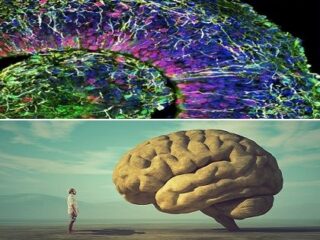 【世界初】研究室で培養された「ミニブレイン」から人間の脳波が確認される！ 現在は未熟児レベルだが、今後成長か!?