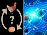 「ニワトリとタマゴ、どちらが先か」問題で量子論がついに最終解答! 「原因→結果」を超えた“非限定的因果順序”とは!?