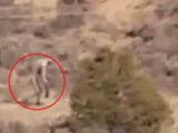 恐ろしいバケモノの遺骸が牧場で見つかる!! 酪農家たち戦慄「チュパカブラだ」=チリ