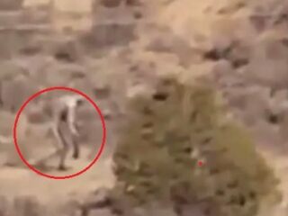 恐ろしいバケモノの遺骸？が牧場で見つかる!!　酪農家たち戦慄「チュパカブラだ」＝チリ