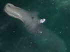 カバでもイルカでもワニでもない！ 完全に正体不明な謎の海洋動物が激写される!!