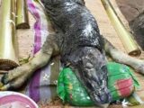 「ワニと水牛」のハイブリッド!? タイの農村に謎の生物が出現!!
