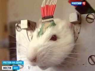 プーチンの対「イスラム国」最終兵器か？ロシア軍「サイボーグラット部隊」を実戦投入へ!!