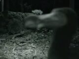 【動画】絶滅したはずの「ドードー鳥」が生きていた!? 350年ぶりに捉えられた衝撃の姿!!