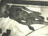 古代中国に「エイリアン=ドロパ族」が降臨していた証拠が存在! 宇宙人のミイラ、UFO墜落の記述、700枚のドロパストーン…!