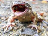 【未解明】口の中に目玉を持つ奇形カエルが出現! 理学博士がトカナの取材に首を捻る