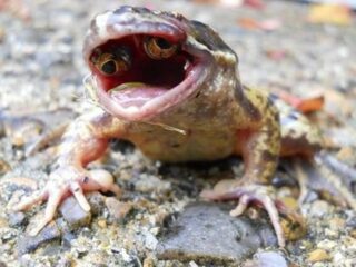 口の中に目玉を持つ奇形カエルが出現！ 理学博士がトカナの取材に首を捻る