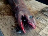“25の歯列と300本の歯”を持つ、恐すぎるサメ「ラブカ」出現!! 漁師も困惑「別の時代からやって来たようだ」