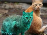 【動画】全身緑色のネコが発見される!! UMAか、突然変異か…!?