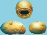 人類の祖先は“口がアナル”の激グロモンスターだった! 5億4千万年前の化石で判明(最新研究)