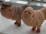 【ショック】人間×動物のハイブリッドがすでに155体誕生していることが判明! 英国のヤバすぎる秘密実験とは!?
