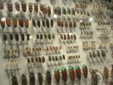 【衝撃】昆虫の正体は“エイリアン”だった!? いま大注目の「昆虫宇宙起源説」を徹底解説!!