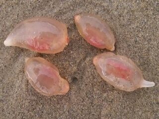 正体不明の“ゼリーモンスター”が米海岸に大量出現→翌日完全消失！ 理学博士がトカナに緊急コメント