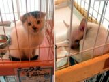子猫・子犬を冷凍庫に放置殺害、生きたまま焼却炉に投げ入れ…! 繁殖業者の残酷すぎる“処分”方法を潜入調査団体が暴露インタビュー!