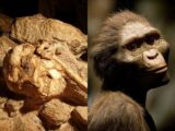 小さな足の初期人類「リトルフット」とは!? 人類最古の完全な骨格が再現され、衝撃の新事実が続々判明!