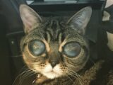宇宙人の目を持つ「エイリアン猫」マチルダちゃんが話題!! “召使い”の愛に支えられて一躍スターに!