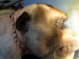 【衝撃】サルの頭部移植手術が成功、「残すは人間のみ」! 1日も早い倫理的問題の議論を!
