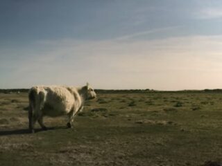 7分間で完全に癒される「世界一リラックスできる動画」!!　専門家の叡智ここに結集！