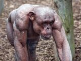 脱いだチンパンジーの肉体が美しすぎて筋トレ厨涙目! ヒトの4倍強い筋力で獰猛…