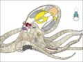 タコの全遺伝情報ついに解読される!! 科学者が暴露「エイリアンかもしれない」