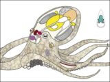 タコの全遺伝情報、ついに解読される!! 科学者が暴露「エイリアンかもしれない」