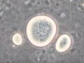 【衝撃】水中を生物のように泳ぎ回る「油」が発見される！ メカニズム不明、生命誕生の謎が解明する可能性も!?
