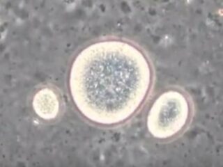 【衝撃】水中を生物のように泳ぎ回る「油」が発見される！ メカニズム不明、生命誕生の謎が解明する可能性も!?