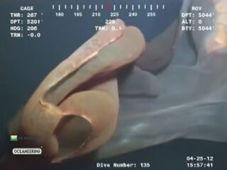 メキシコ湾に現れた謎の生物、「胎盤クラゲ」の姿がヤバい!!