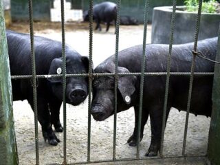 中国が国家レベルで「地震予知」を研究!! 動物の異常行動で地震は予知できるのか？