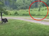 【衝撃動画】森の中で「ビッグフット」に遭遇→犬の威嚇にビビって逃げ出す!!