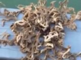 【動画】新種か、突然変異か、エイリアンか!? 無数の触手がウネウネ、謎の海洋生物が釣り上げられる!!