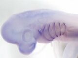 【衝撃】人間の手足は“魚のエラ”から進化した!? 「ソニック・ヘッジホッグ遺伝子」で判明(最新研究)