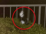 【独占・宇宙人動画】体長50cmの「刀をもったエイリアン」が町田に出現! ウインクする瞬間を激写! 専門家「これは歴史的大事件」